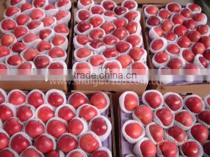 2012 fresh chinese apple