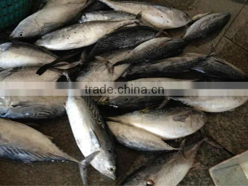 bonito fish with prices