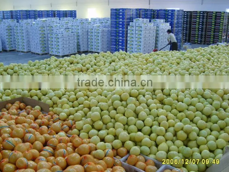 Chinese Fresh Pomelo Fujian Pomelo Sweet Pomelo