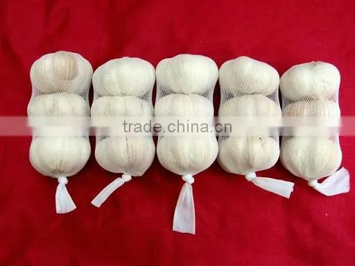 New crop fresh garlic