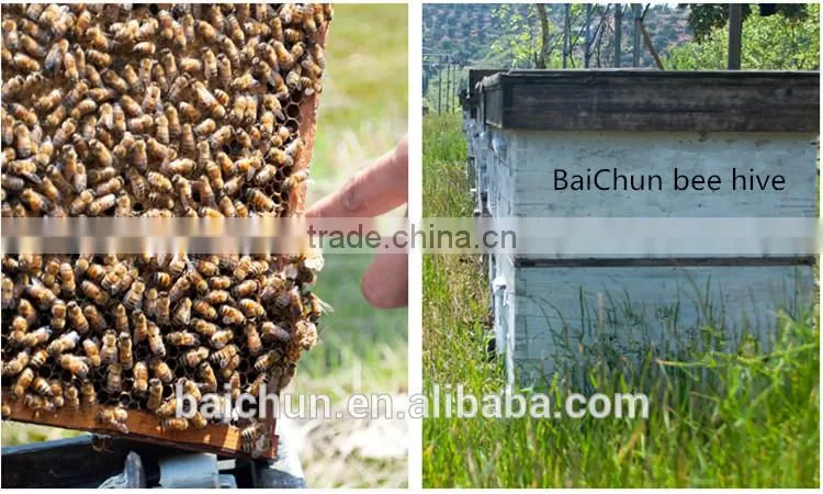 Pure Propolis Soft Capsule Of Processing After Dissolving