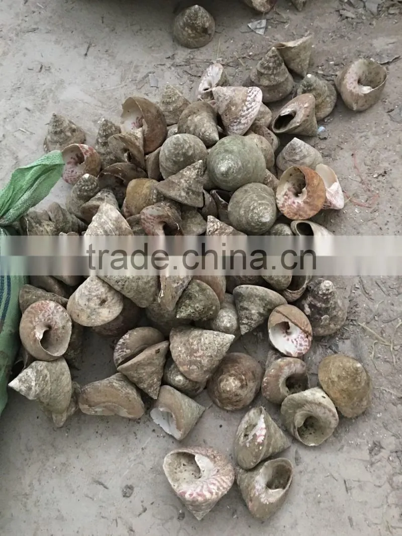 trochus niloticus raw shell material for trocas