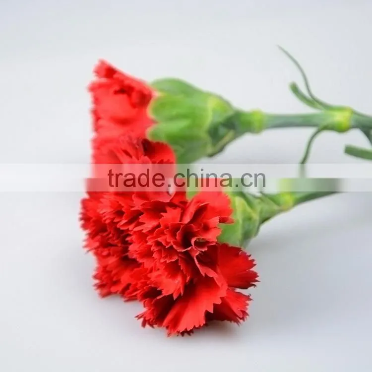 Good quality Mastor red carnation cut flower for wholesale