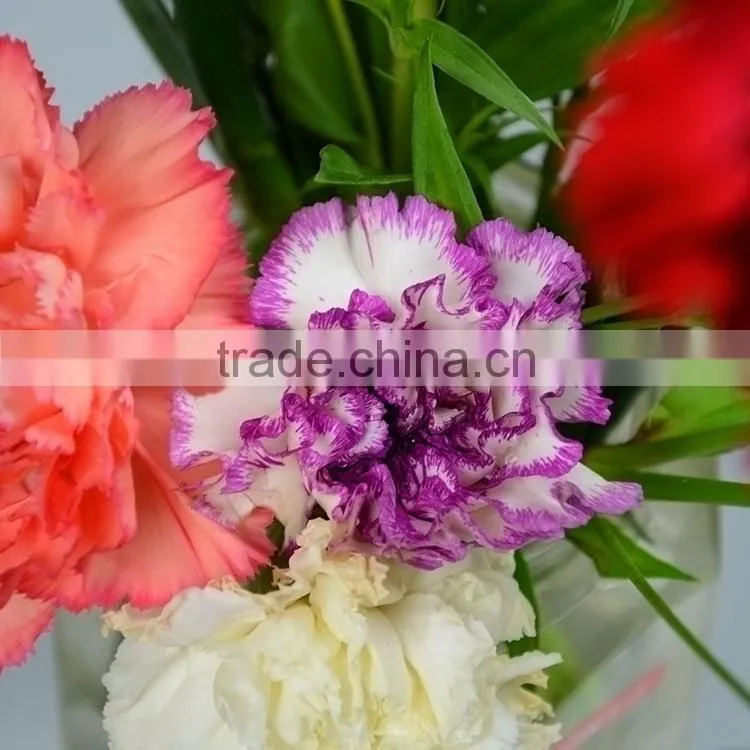 Factory Darb single head carnation
