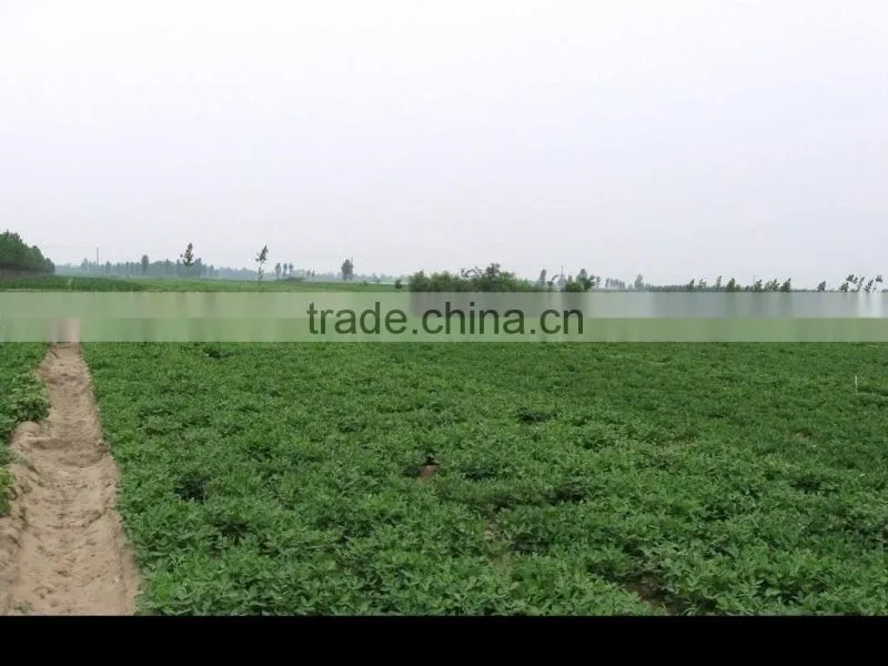 Best quality peanuts in shell 30kg/bag for sale with lowest price