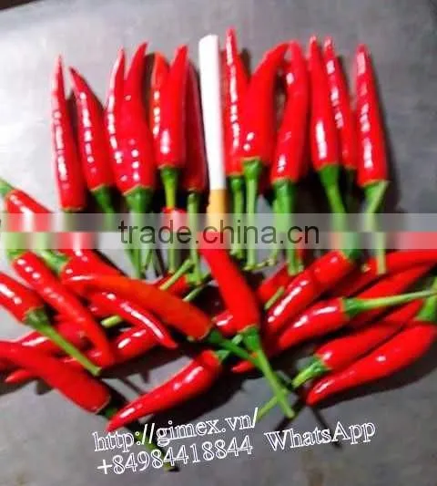 HOT PEPPER, CHILLI +84963818434 whatsapp