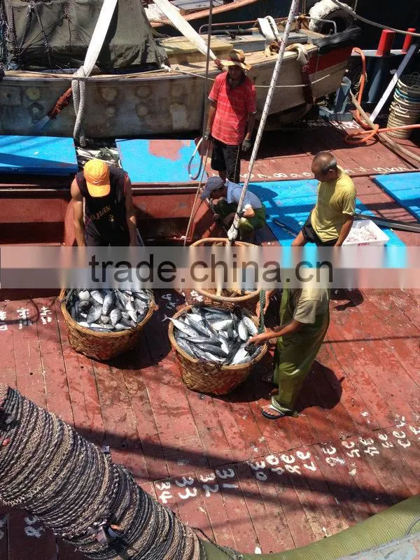 IQF spotted chub mackerel for sale