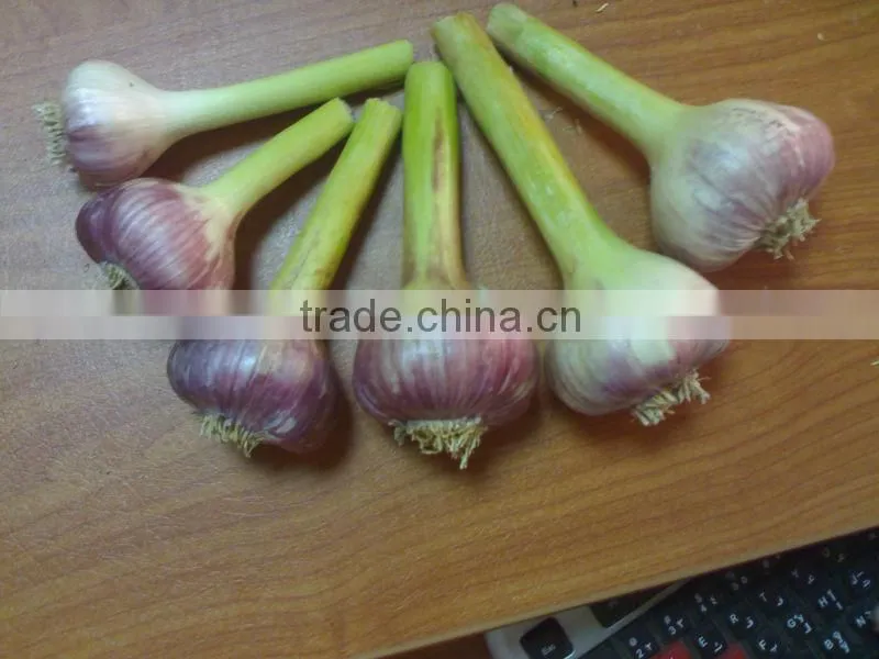 White Garlic