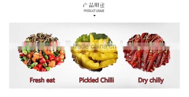Hot sale hybrid yellow chili pepper seeds-Xin Shu