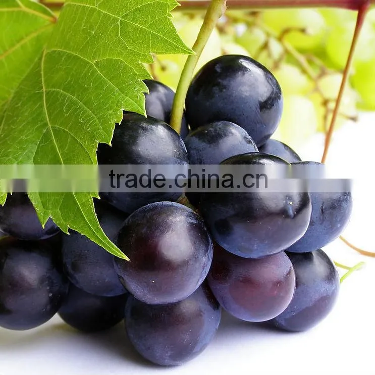 GMP Certified Manufacturer Supply Organic Grape Seed Extract Softgel Capsule