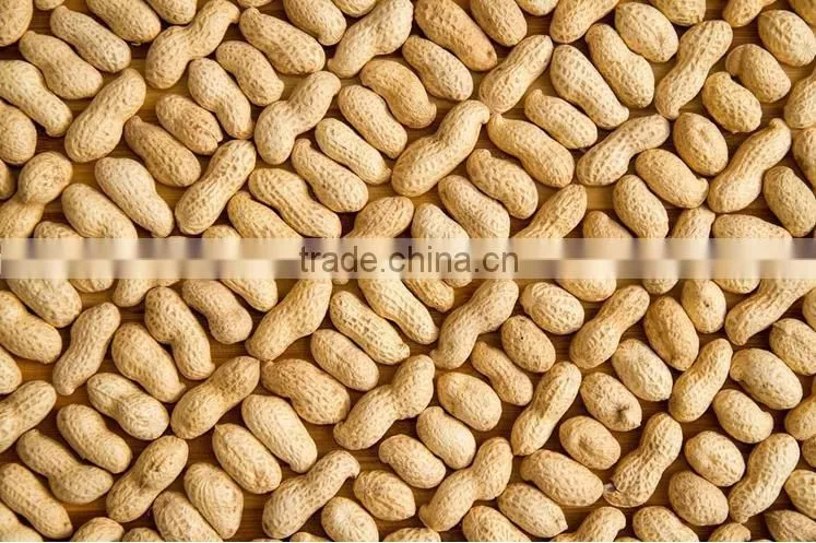 snack food Delicious roasted peanuts in shell for sale organic health food with good taste