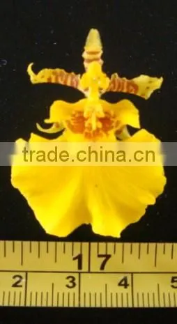 Oncidium