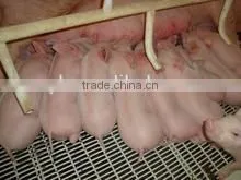 FL Sow Farrowing crate