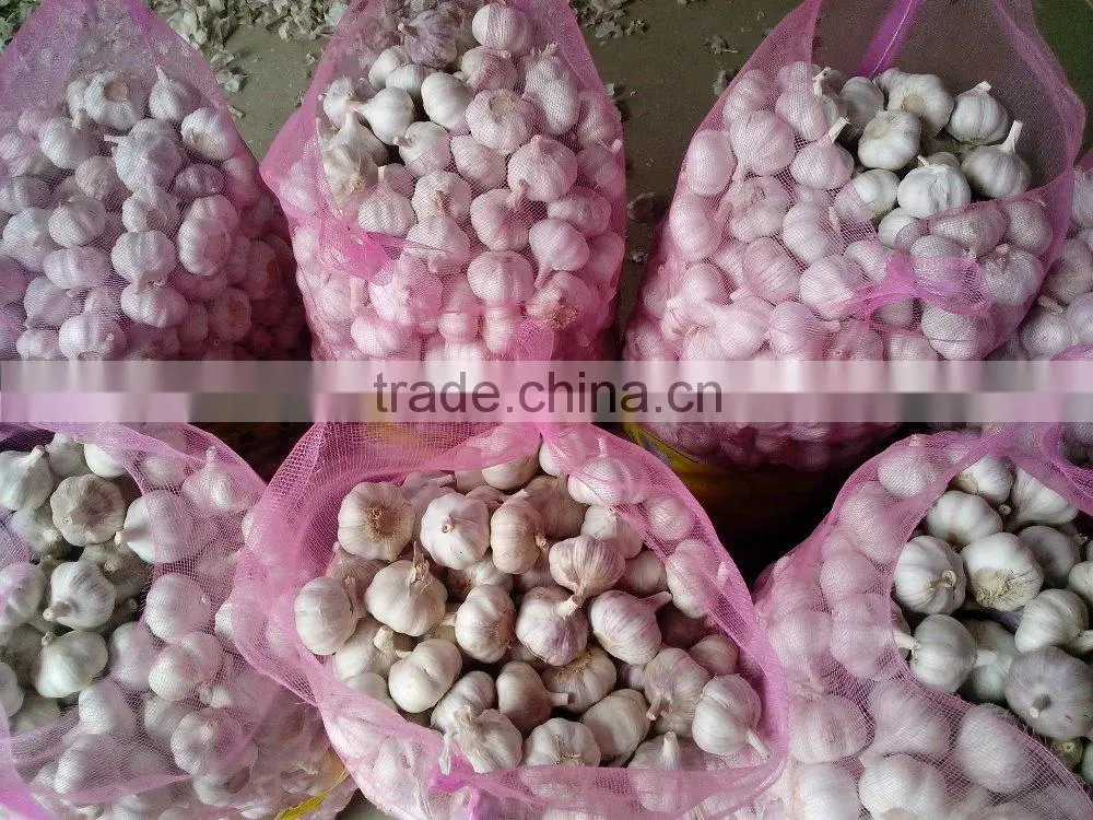 High quality fresh red garlic for export