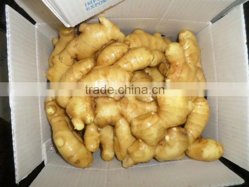 2015 new harvest Chinese fresh ginger best quality