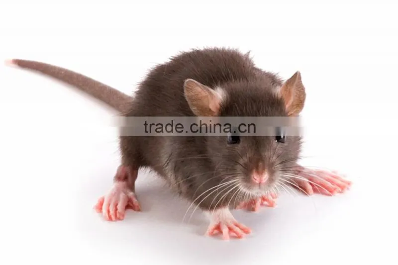 Middle Size Wooden Mouse Trap HDWT005