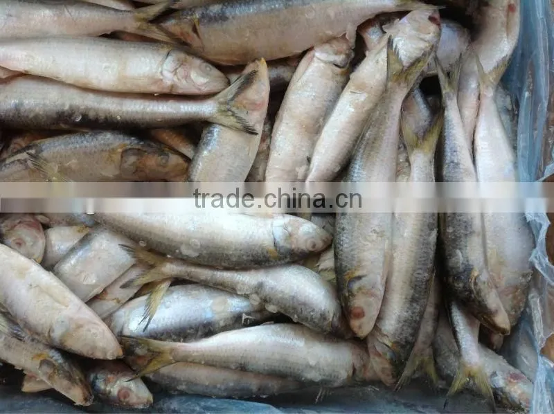 Good good quality frozen lighting sardine 100-120pcs/ctn