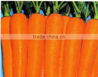 lovely carrot
