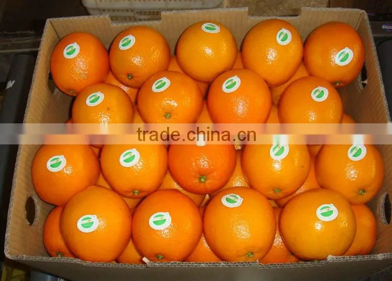 China Navel Orange