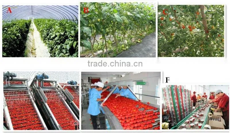 Tinned tomato paste 28-30% 36-38%
