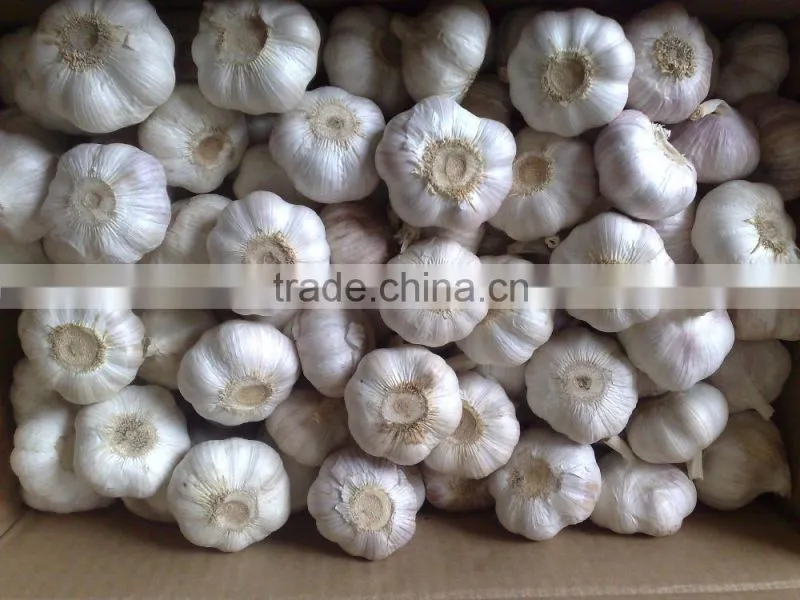 WHITE GARLIC (SKYPE: VISIMEX10)