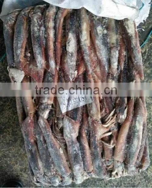 Frozen Whole Round Squid
