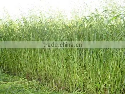Oat
