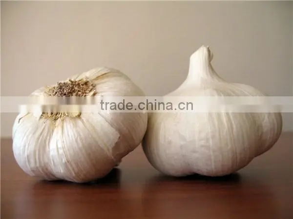wholesale China garlic price