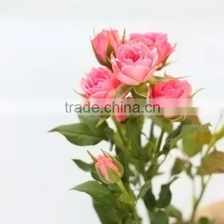 Colorful sprayed rose high quality fresh cut rose flower