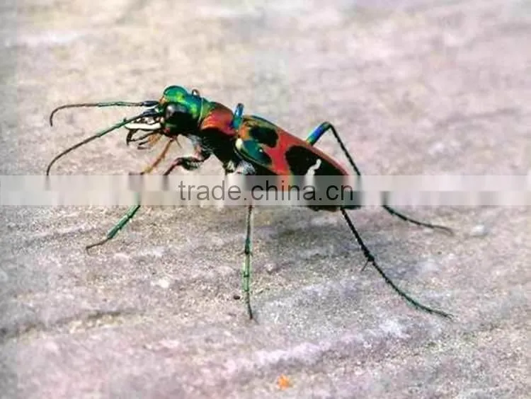 Gaint insect robot models on sale