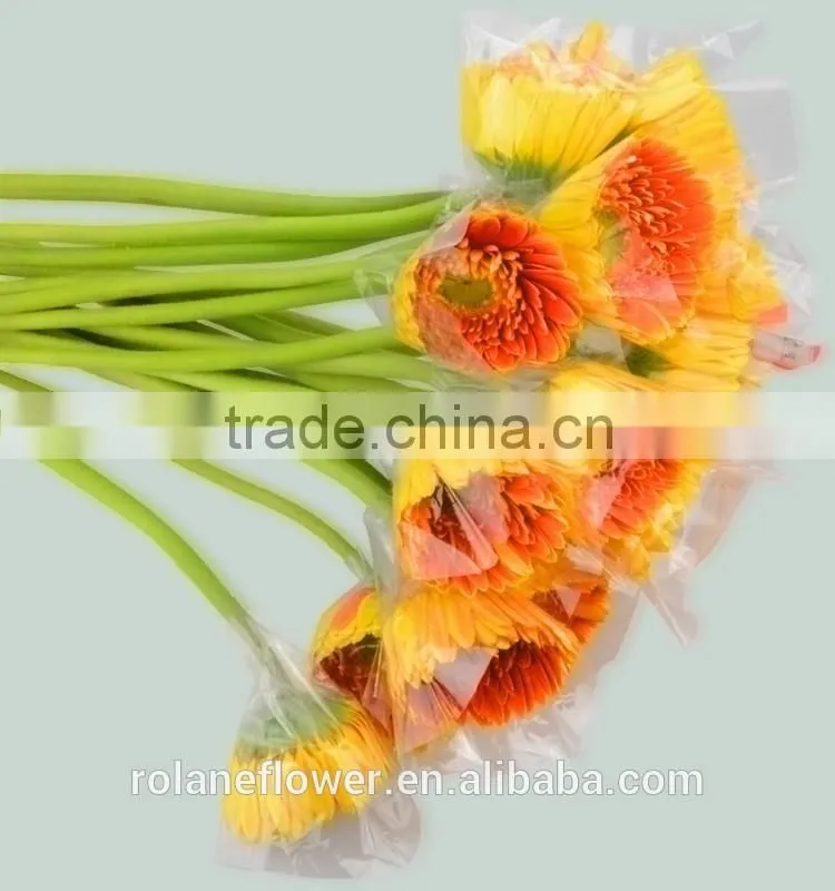 Kunming flower export rainbow gerbera daisy flower silk gerbera daisy flowers with 0.6-0.8kg/bundle from Yunnan, China
