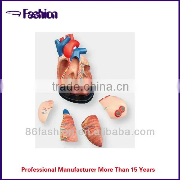 Advanced newborn baby care medical model