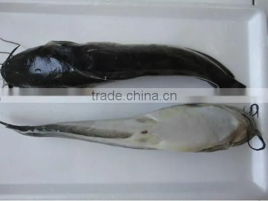2016Best quality frozen catfish for sale