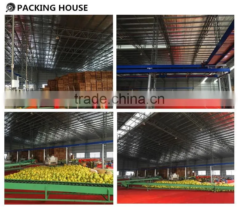 2015 Fresh GuanXi honey pomelo