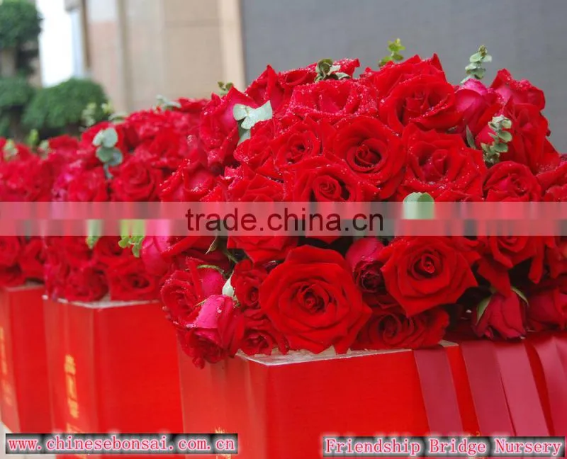 Wholesale Grade A Fresh Roses From India Fresh Rose Petals