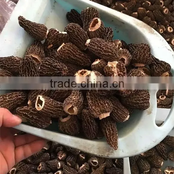 Price of Black Morel Mushroom, Dry Cultivating Morel Mushrooms from Morel Mushroom Farm