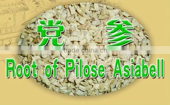 Root of Pilose Asiabell Chinese Herb Medicines