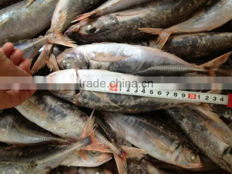 Frozen horse mackerel norway for canned mackerel china seafood
