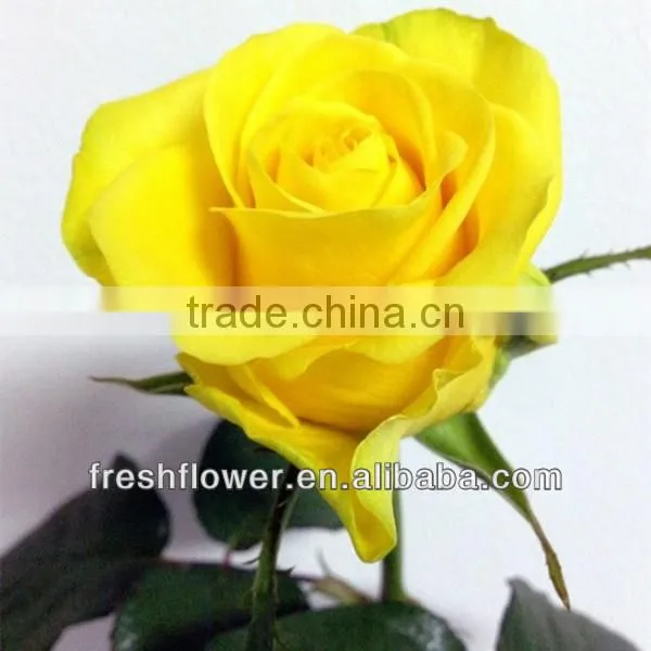 Export China rose of china beauty supply