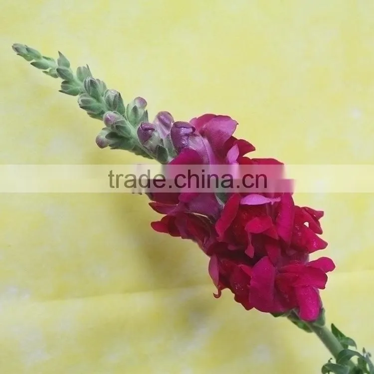 Quality hot selling fresh flowers beautiful snapdragon