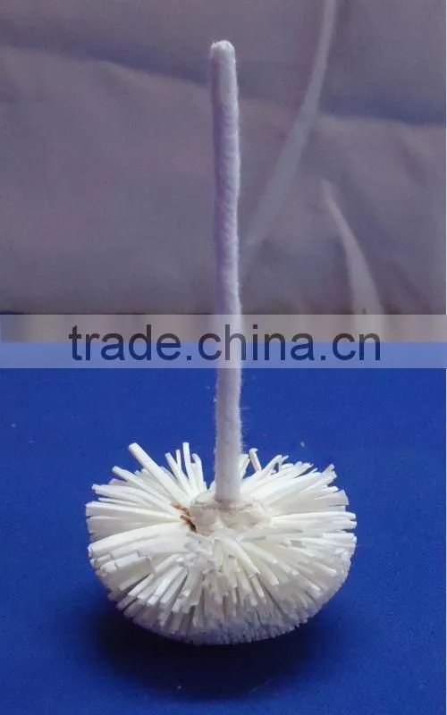 Sola flower