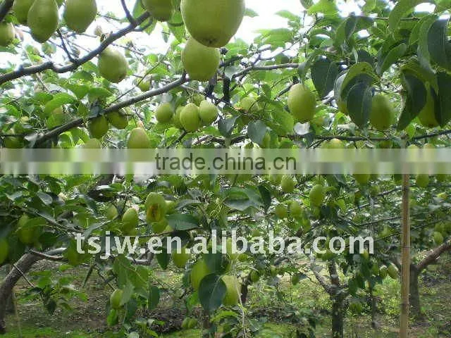 bagged early su pear