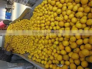 2014 New crop mandarin orange grower in China
