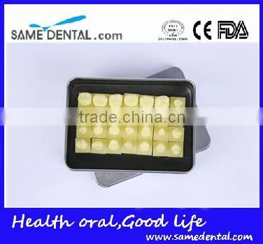 Dental models 1.2 times the tooth model school education teaching