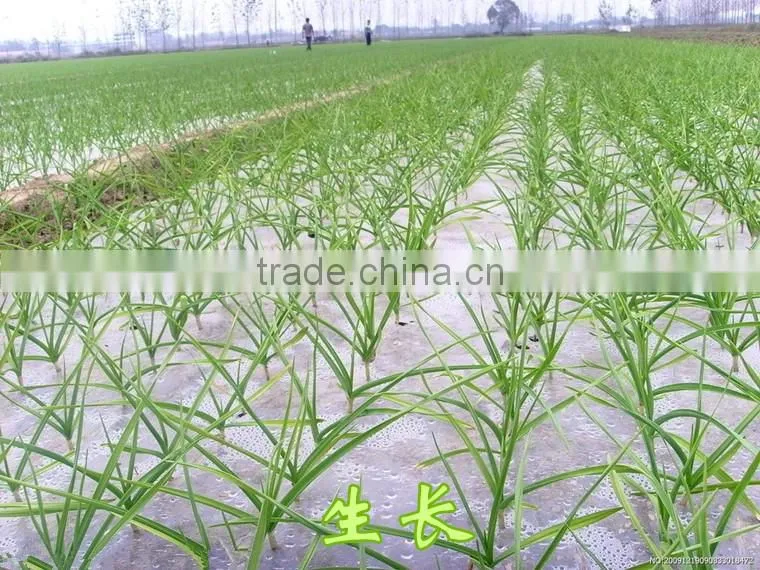 2016 fresh garlic supplier