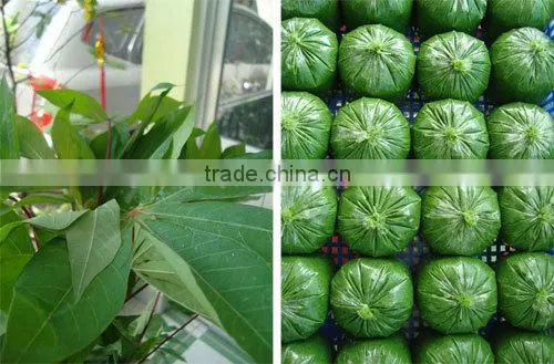 Cassava Leaf Grade A with competitive price from Vietnam
