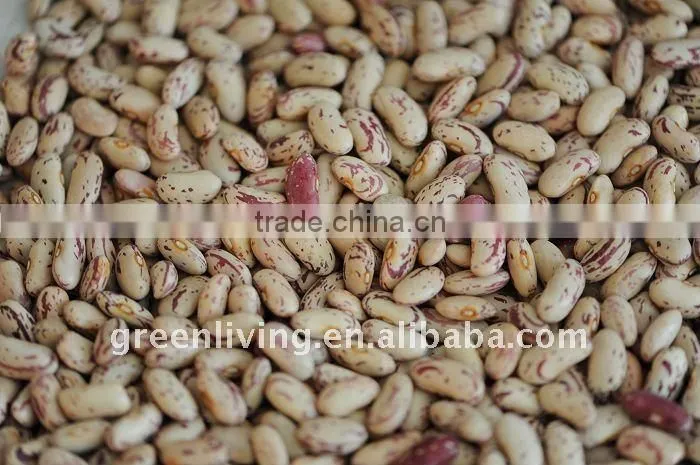 wholesale red speckle kidney bean (from china)