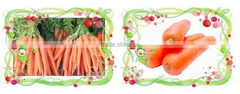 World Best Selling Products Grade A Fresh Onions