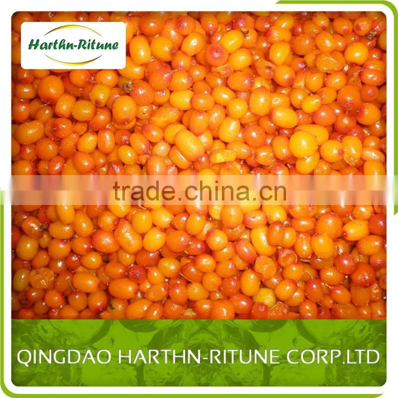 frozen sea buckthorn