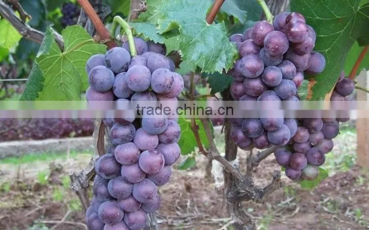 grape tree seedling